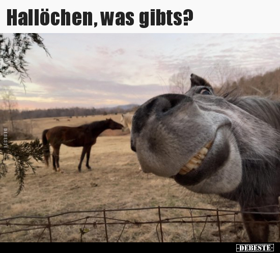 Hallöchen, was gibts?..