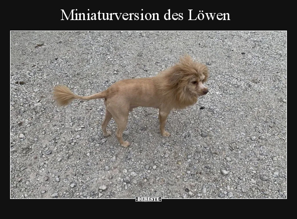 Miniaturversion des Löwen.. - Lustige Bilder | DEBESTE.de