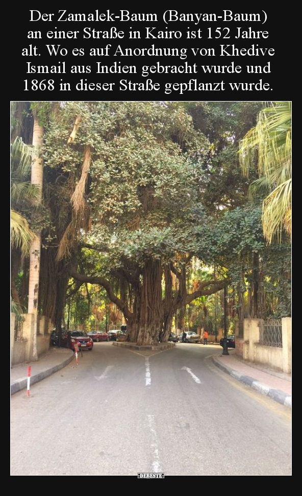 Der Zamalek-Baum (Banyan-Baum) an einer Straße in Kairo ist.. - Lustige Bilder | DEBESTE.de