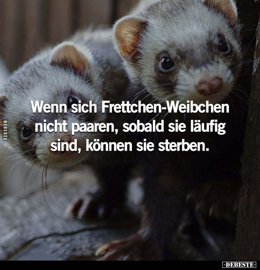 Wenn sich Frettchen-Weibchen nicht paaren, sobald sie läufig sind, können sie sterben.