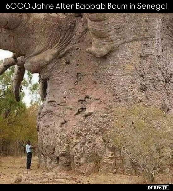 6000 Jahre Alter Baobab Baum in Senegal.. - Lustige Bilder | DEBESTE.de