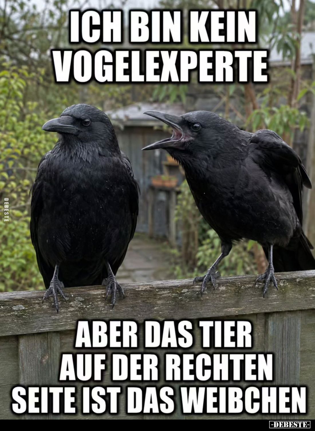 Ich bin kein Vogelexperte,
aber das Tier auf der rechten Seite ist das Weibchen.