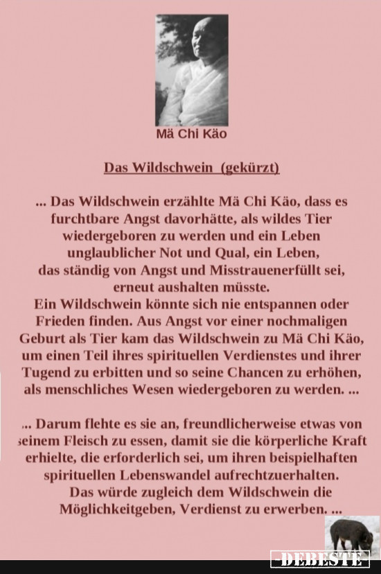 Mae Chi Kaeo - Das Wildschwein - Lustige Bilder | DEBESTE.de