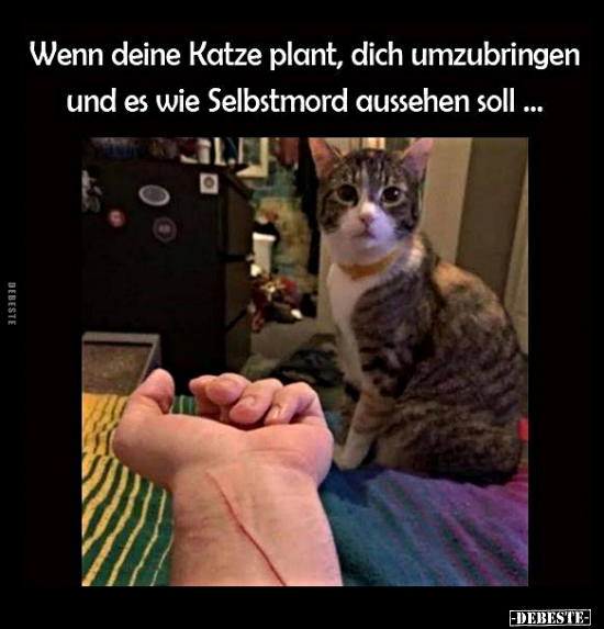 Wenn deine Katze plant, dich umzubringen und es wie.. - Lustige Bilder | DEBESTE.de