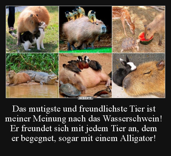 Das mutigste und freundlichste Tier ist meiner Meinung..