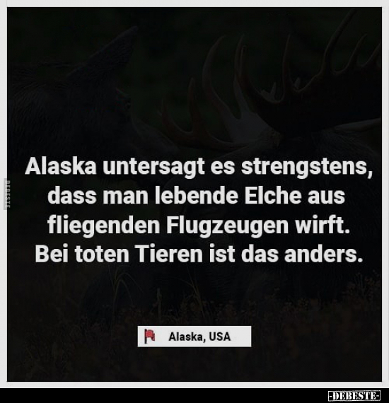 Alaska untersagt es strengstens, dass man lebende Elche aus.. - Lustige Bilder | DEBESTE.de