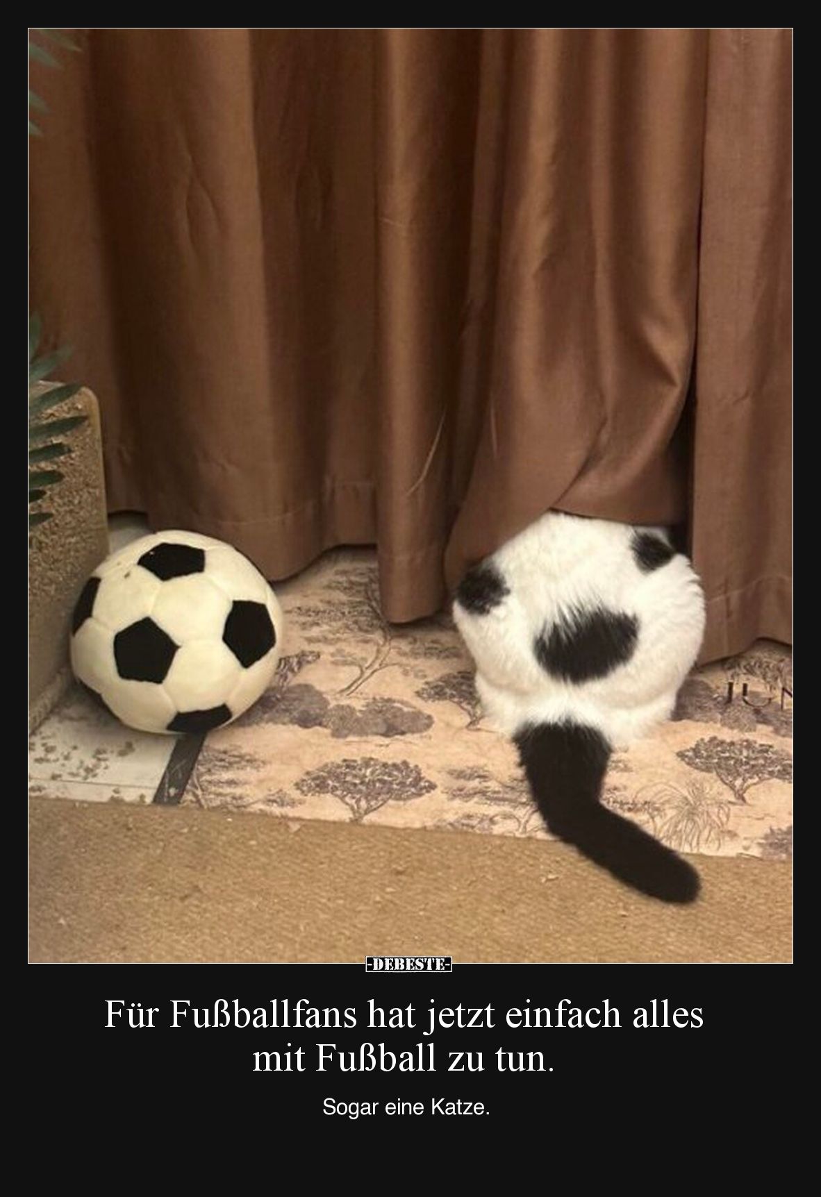 Für Fußballfans hat jetzt einfach alles mit Fußball zu tun.  
Sogar eine Katze.