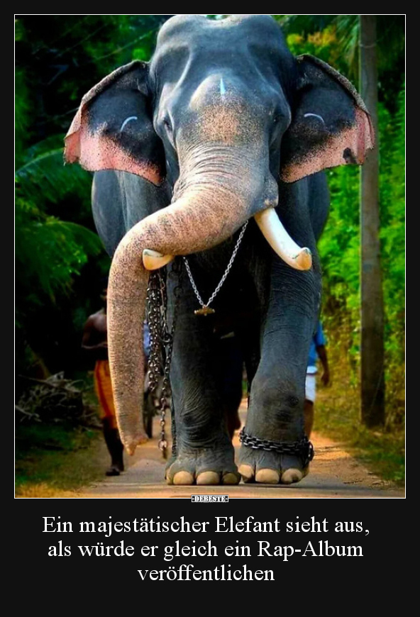 Ein majestätischer Elefant sieht aus, als würde er gleich.. - Lustige Bilder | DEBESTE.de