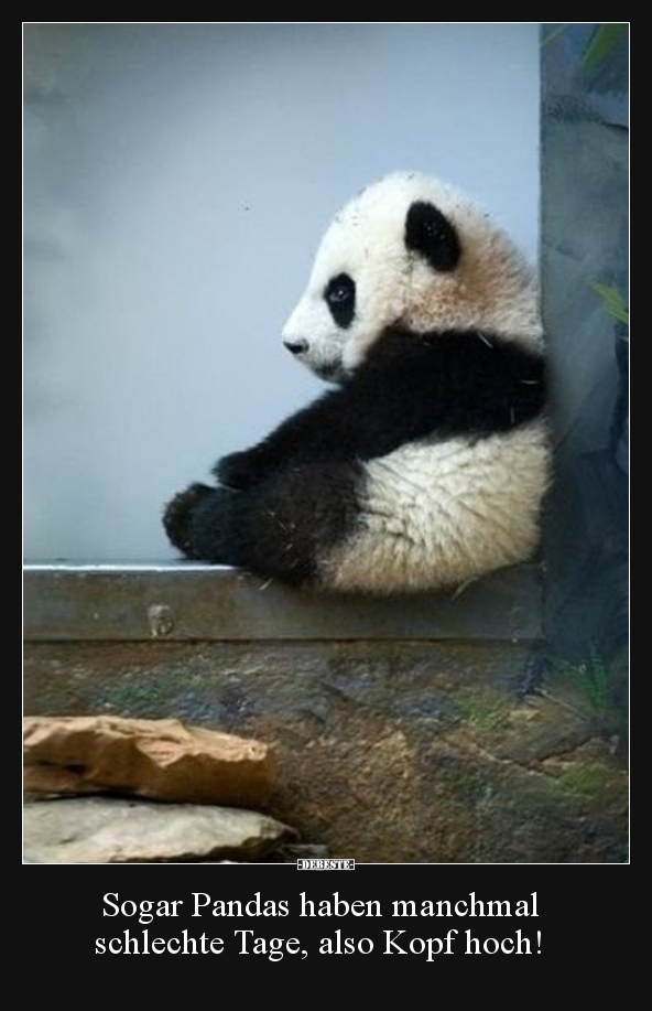 Sogar Pandas haben manchmal schlechte Tage, also Kopf.. - Lustige Bilder | DEBESTE.de