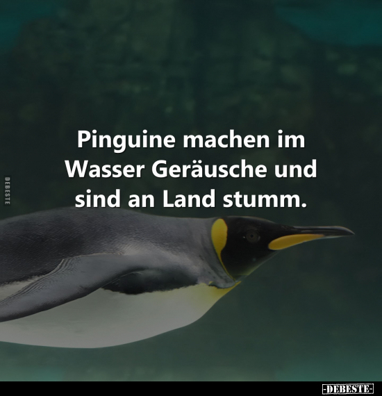 Pinguine machen im Wasser Geräusche und sind an Land stumm.. - Lustige Bilder | DEBESTE.de