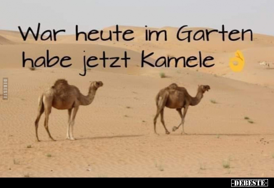 War heute im Garten habe jetzt Kamele.. - Lustige Bilder | DEBESTE.de