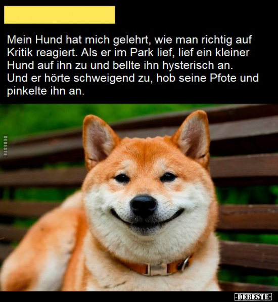 Mein Hund hat mich gelehrt, wie man richtig auf Kritik.. - Lustige Bilder | DEBESTE.de