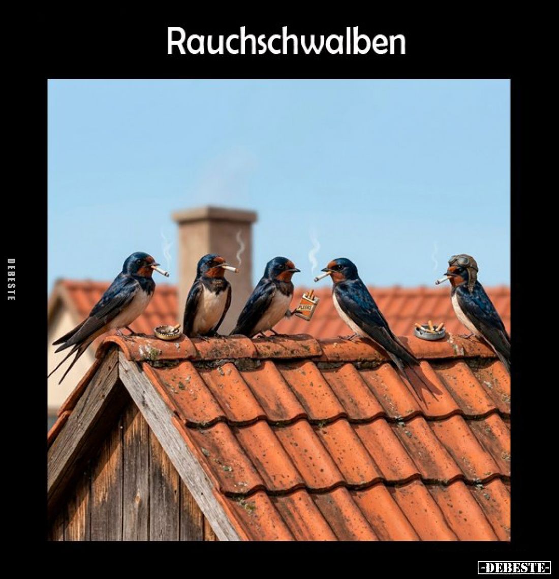 Rauchschwalben.