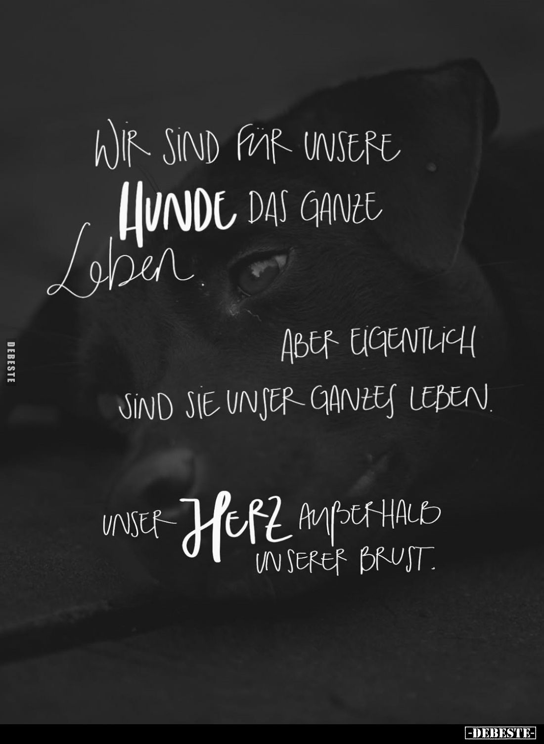 Wir sind für unsere Hunde das ganze Leben.. - Lustige Bilder | DEBESTE.de