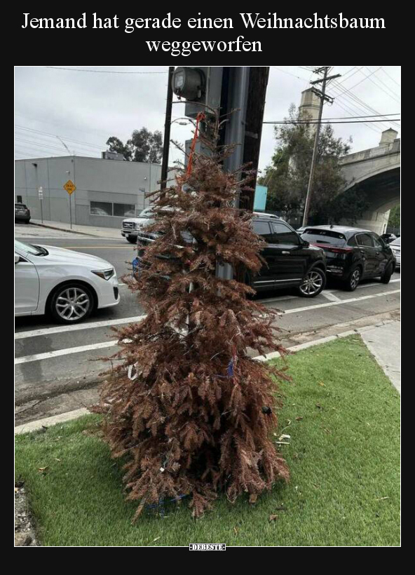 Jemand hat gerade einen Weihnachtsbaum weggeworfen.. - Lustige Bilder | DEBESTE.de