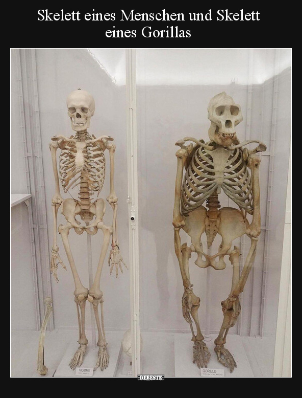 Skelett eines Menschen und Skelett eines Gorillas.. - Lustige Bilder | DEBESTE.de