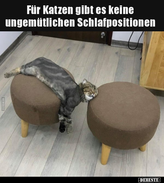 Katzen, Gemütlich