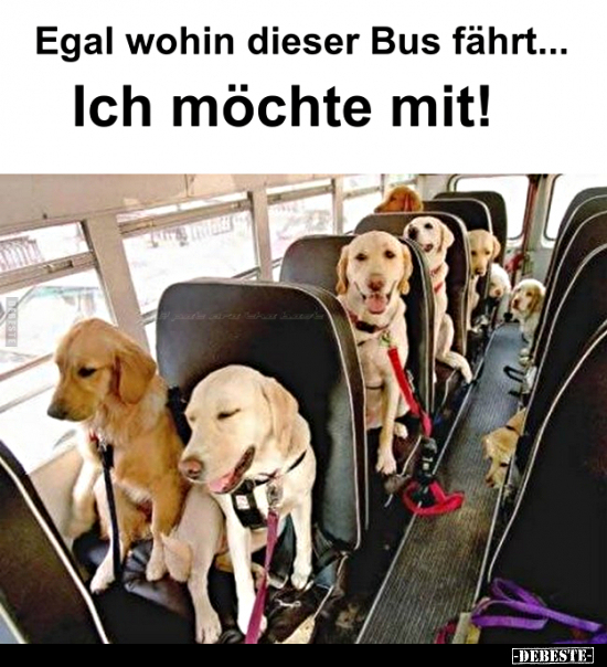 Egal wohin dieser Bus fährt... Ich möchte mit!.. - Lustige Bilder | DEBESTE.de