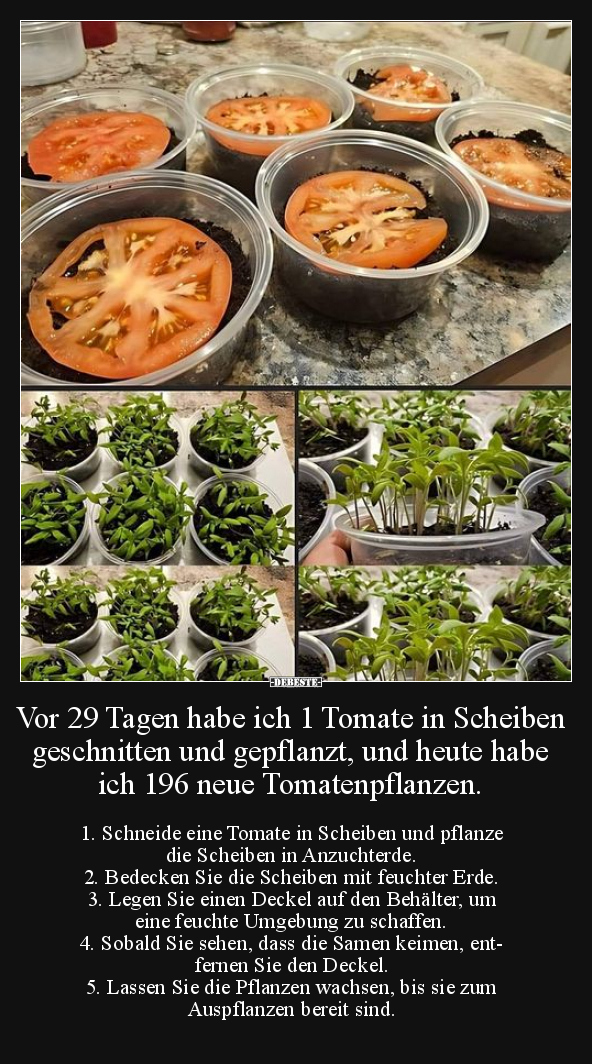 Vor 29 Tagen habe ich 1 Tomate in Scheiben geschnitten.. - Lustige Bilder | DEBESTE.de