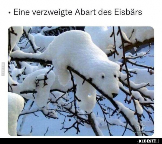 Eine verzweigte Abart des Eisbärs.. - Lustige Bilder | DEBESTE.de