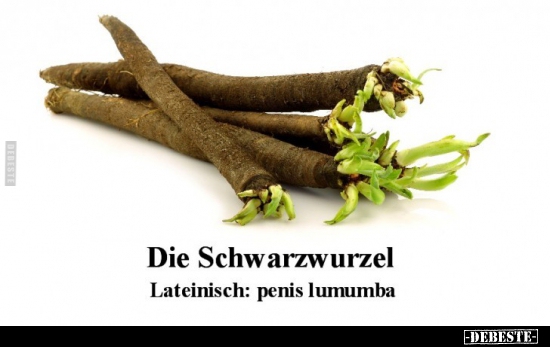 Die Schwarzwurzel Lateinisch.. - Lustige Bilder | DEBESTE.de