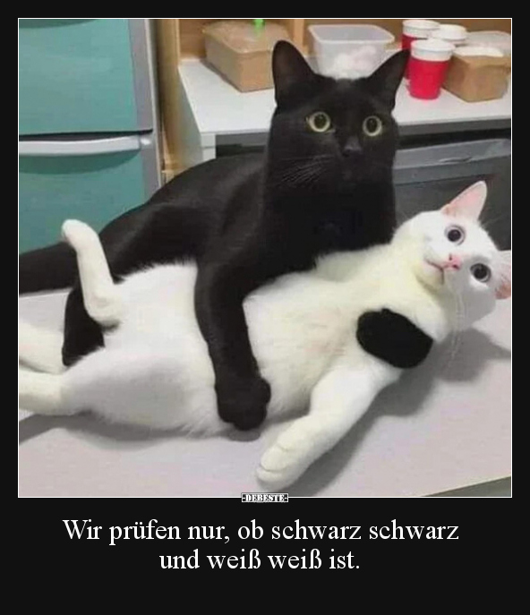 Wir prüfen nur, ob schwarz schwarz und weiß weiß ist... - Lustige Bilder | DEBESTE.de