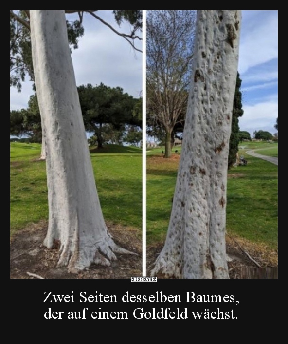 Zwei Seiten desselben Baumes, der auf einem Goldfeld..