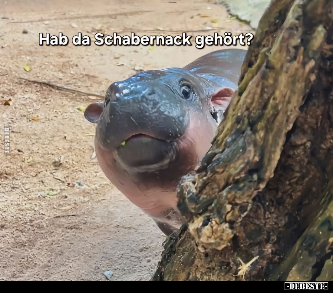 Hab da Schabernack gehört?