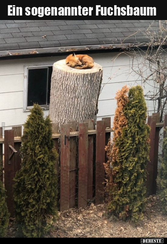 Ein sogenannter Fuchsbaum..