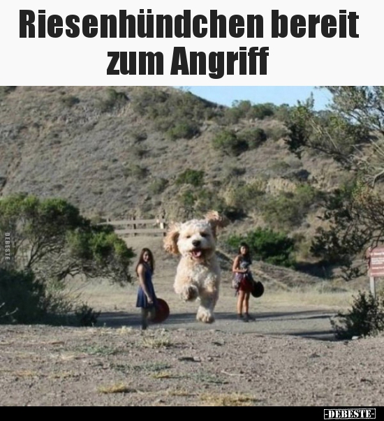 Riesenhündchen bereit zum Angriff.. - Lustige Bilder | DEBESTE.de