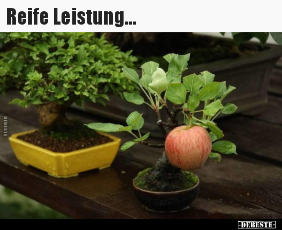 Reife Leistung...