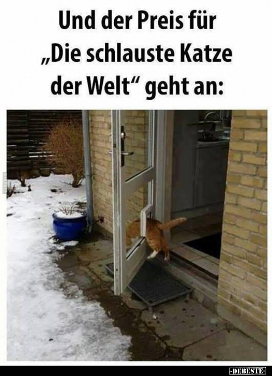 Und der Preis für "Die schlauste Katze der Welt" geht.. - Lustige Bilder | DEBESTE.de