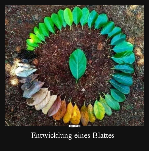 Entwicklung eines Blattes..