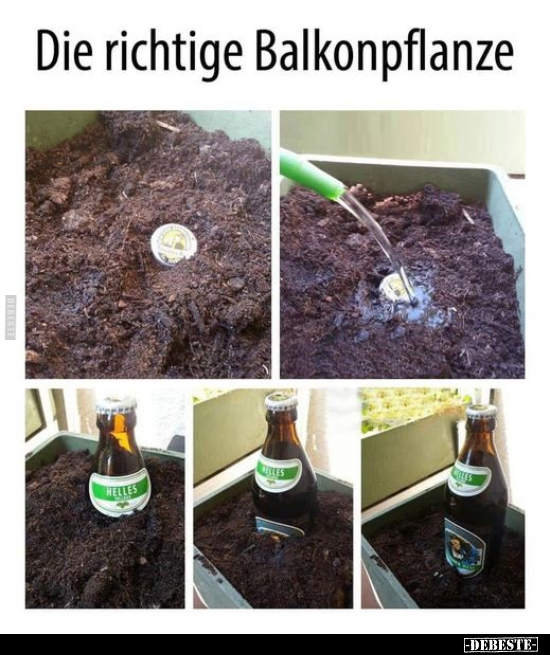 Die richtige Balkonpflanze.. - Lustige Bilder | DEBESTE.de