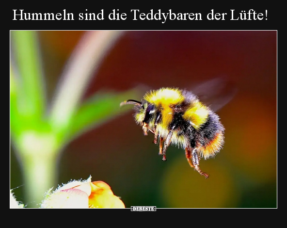 Hummeln sind die Teddybaren der Lüfte!.. - Lustige Bilder | DEBESTE.de