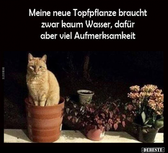 Meine neue Topfpflanze braucht zwar kaum Wasser, dafür aber.. - Lustige Bilder | DEBESTE.de