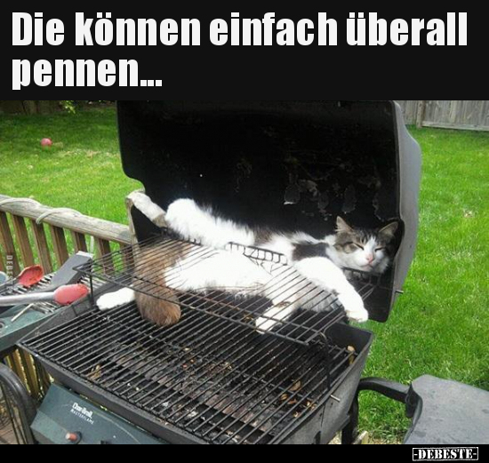 Die können einfach überall pennen...