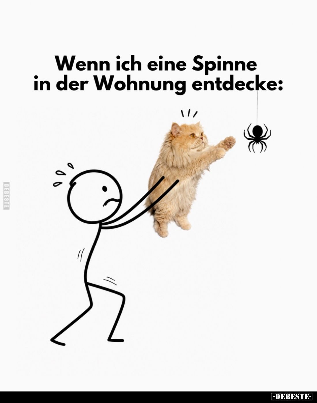 Wenn ich eine Spinne in der Wohnung entdecke: