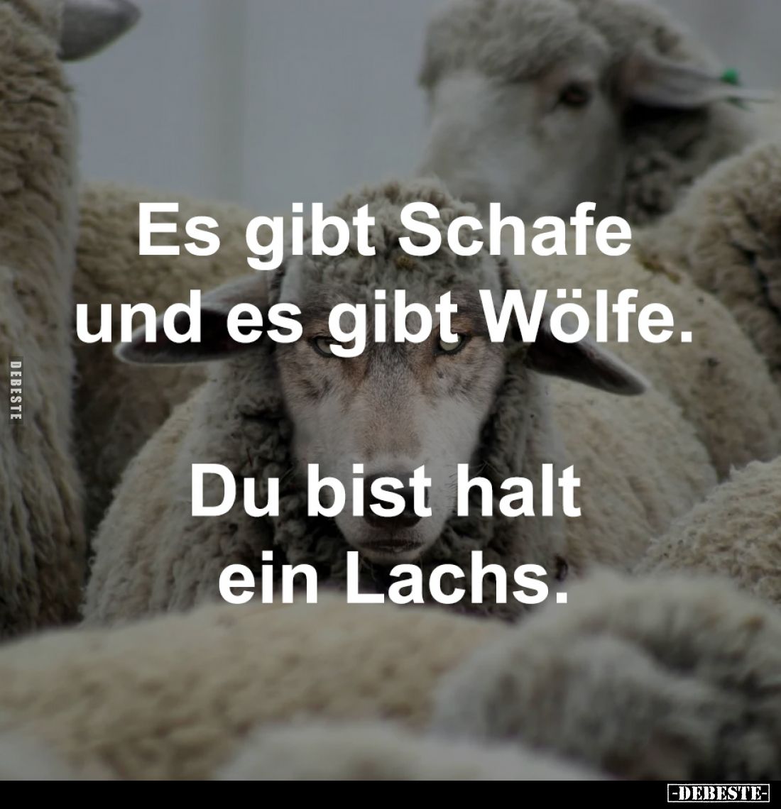 Es gibt Schafe 
und es gibt Wölfe. 

Du bist halt 
ein Lachs.