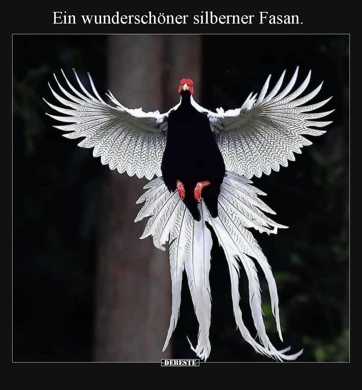 Ein wunderschöner silberner Fasan.