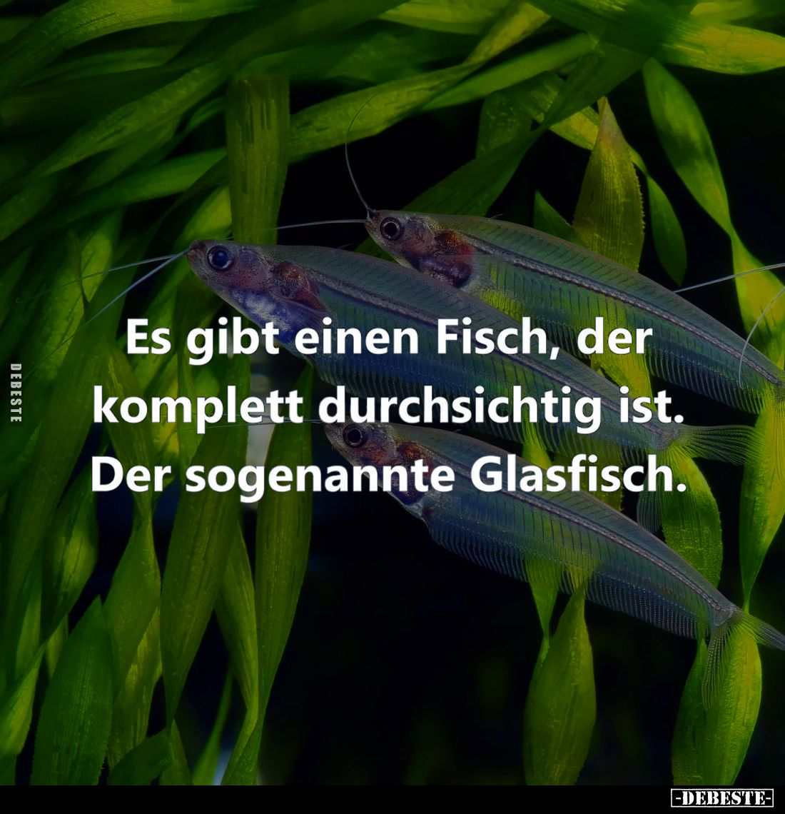 Es gibt einen Fisch, der komplett durchsichtig ist.
Der sogenannte Glasfisch.