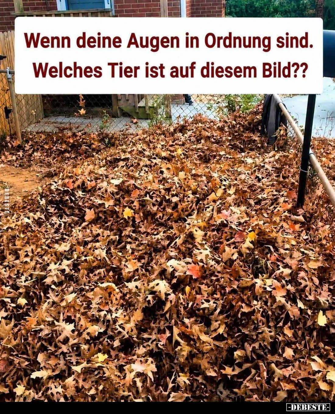 Wenn deine Augen in Ordnung sind.
Welches Tier ist auf diesem Bild??