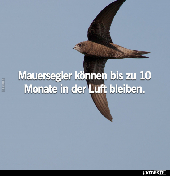 Mauersegler können bis zu 10 Monate in der Luft.. - Lustige Bilder | DEBESTE.de