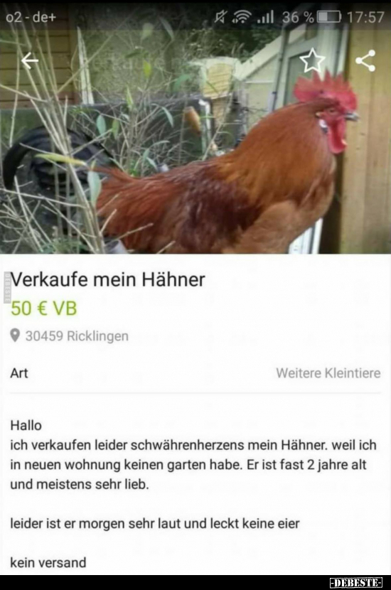 Verkaufe mein Hähner 50 € VB..