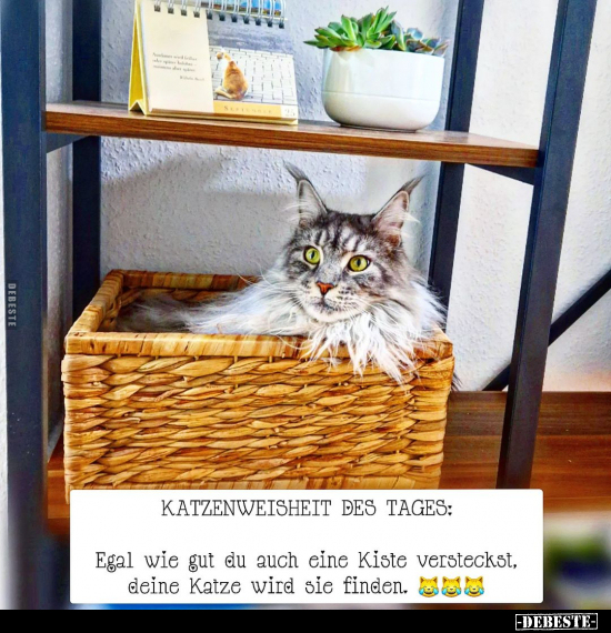 Katzenweisheit des Tages: Egal wie gut du auch eine Kiste.. - Lustige Bilder | DEBESTE.de