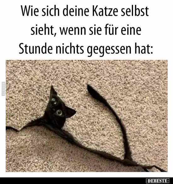 Wie sich deine Katze selbst sieht.. - Lustige Bilder | DEBESTE.de