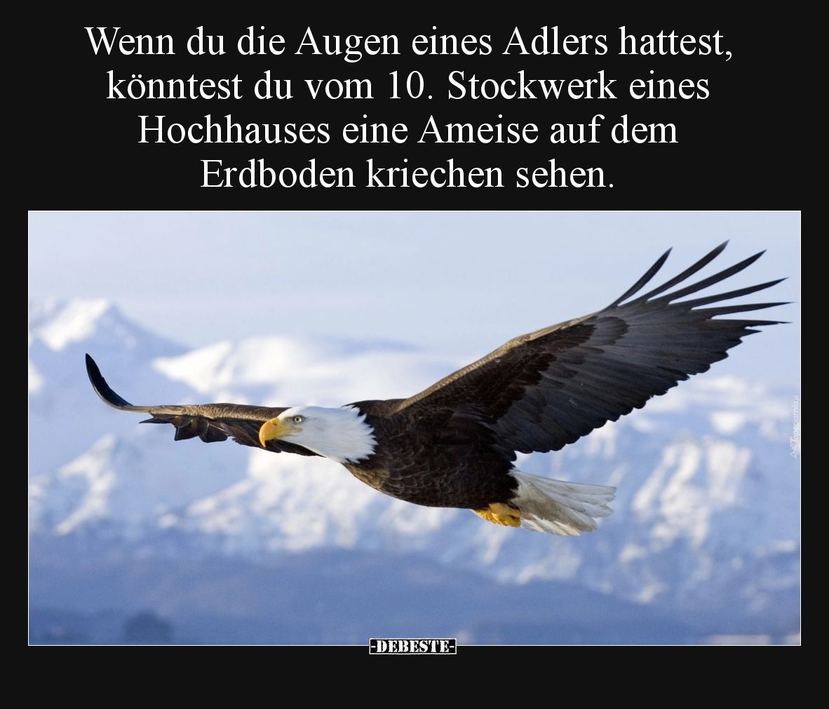 Wenn du die Augen eines Adlers hattest, könntest du vom 10. Stockwerk eines Hochhauses eine Ameise auf dem Erdboden kriechen ...