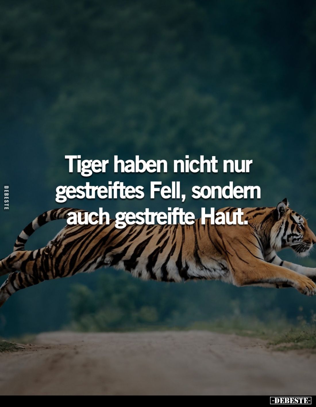 Tiger haben nicht nur gestreiftes Fell, sondern auch gestreifte Haut.