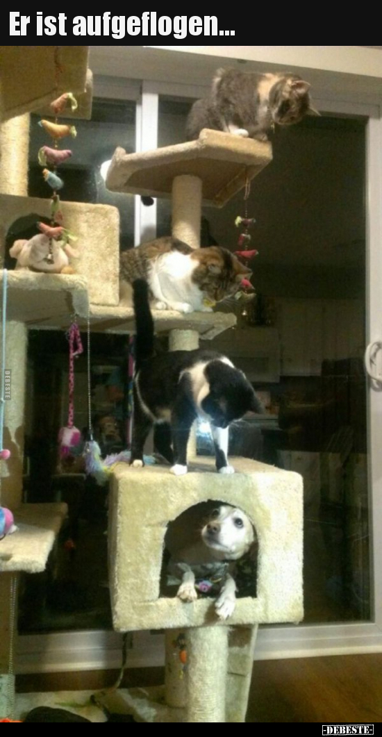 Er ist aufgeflogen...