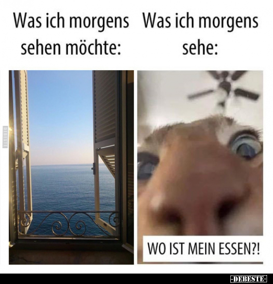 Was ich morgens sehen möchte: - Was ich morgens sehe.. - Lustige Bilder | DEBESTE.de